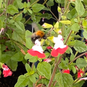 Salvia micro. ‘Hot lips’
