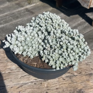 Sedum spat. 'Cape Blanco'