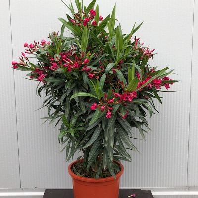 Oleander rood