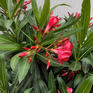 Oleander rood