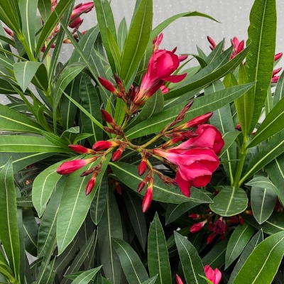 Oleander rood