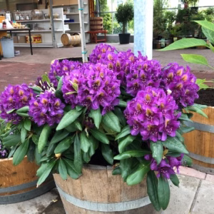 Rhododendron Grandiflora