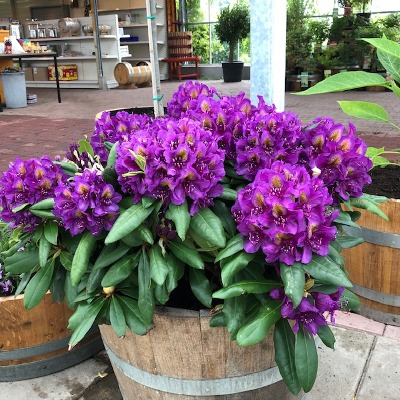 Rhododendron Grandiflora