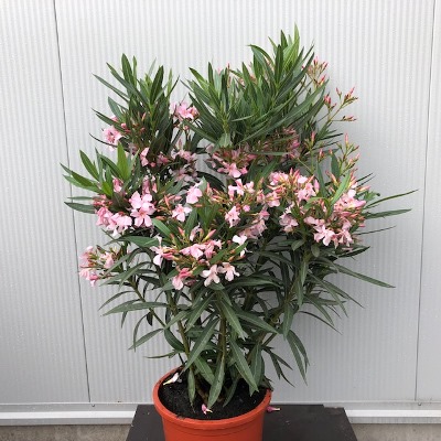 Oleander kleur roze