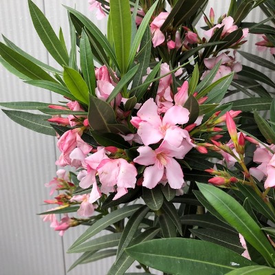 Oleander kleur roze