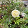 Paeonia l. Duchesse de Nemours (Pioenroos)