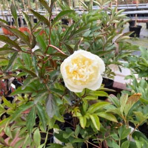 Paeonia l. Duchesse de Nemours (Pioenroos)