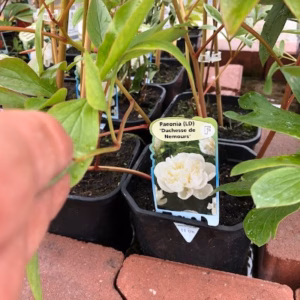 Paeonia l. Duchesse de Nemours (Pioenroos)