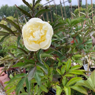 Paeonia l. Duchesse de Nemours (Pioenroos)