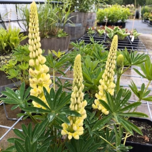 Lupine geel
