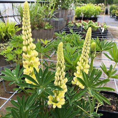 Lupine geel