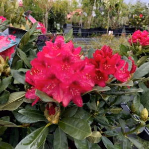 Rhododendron Nova Zembla