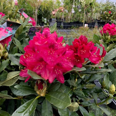 Rhododendron Nova Zembla