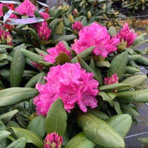 Rhododendron Roseum elegans