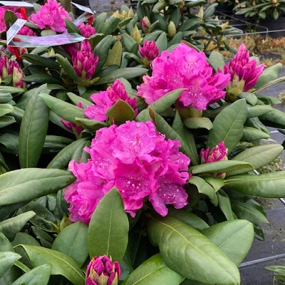 Rhododendron Roseum elegans