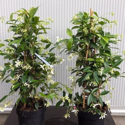 Trachelospermum jasminoides (Toscaanse Jasmijn) wit