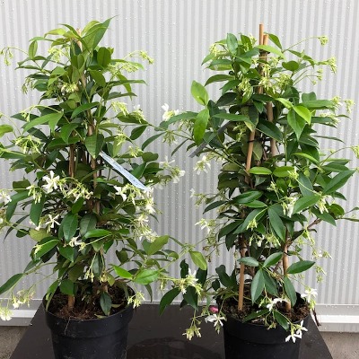 Systematisch astronomie Norm Trachelospermum jasminoides (Toscaanse Jasmijn) wit 60 cm - Tas Boomkwekerij