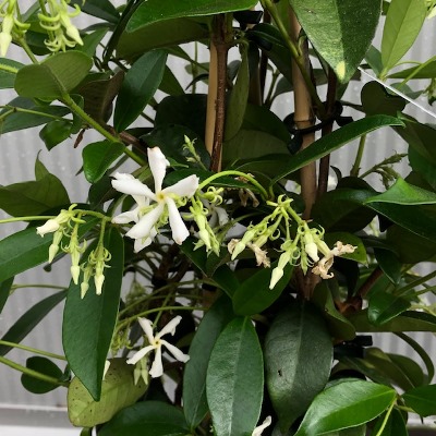 Trachelospermum jasminoides (Toscaanse Jasmijn) wit