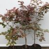 Fagus syl. 'Atropunicea' (Rode Beukhaag)
