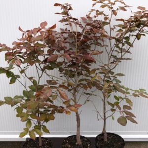 Fagus syl. 'Atropunicea' (Rode Beukhaag)