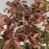 Fagus syl. 'Atropunicea' (Rode Beukhaag)