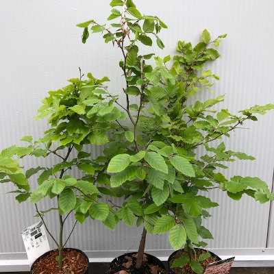 Carpinus Betulus (Haagbeuk)