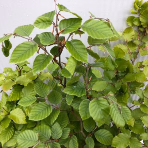 Carpinus Betulus (Haagbeuk)