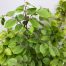 Carpinus Betulus (Haagbeuk)