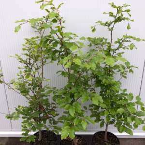 Fagus sylvatica (Groene Beukhaag)