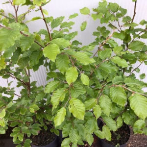Fagus sylvatica (Groene Beukhaag)