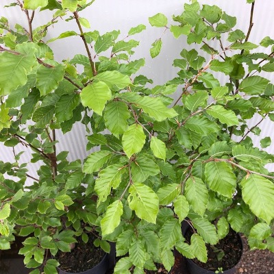 Fagus sylvatica (Groene Beukhaag)