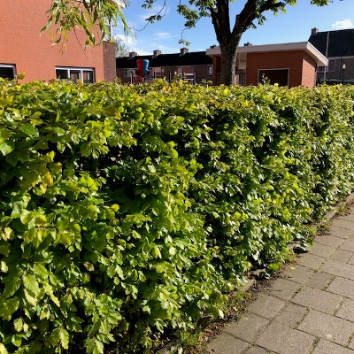 Fagus sylvatica (Groene Beukhaag)