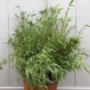 Fargesia Rufa in 55 liter portvat