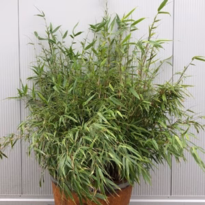 Fargesia Rufa in 55 liter portvat