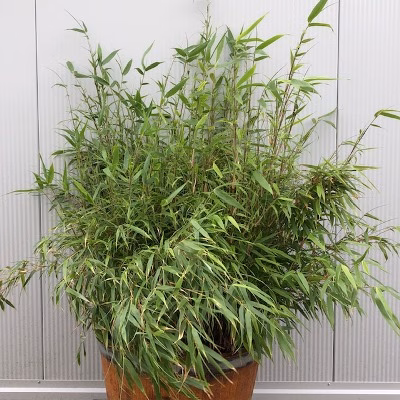 Fargesia Rufa in 55 liter portvat