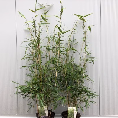Fargesia robusta 'Pingwu"