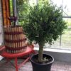 Olea europaea (Olijfboom) potmaat 53 cm