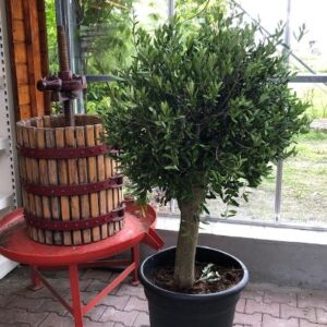 Olea europaea (Olijfboom) potmaat 53 cm