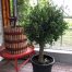Olea europaea (Olijfboom) potmaat 53 cm