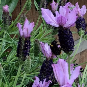 Lavendel