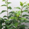 Prunus l. Angustifolia(Portugeese Laurierkers)