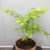 Half portvat 25 liter met Japanse Esdoorn (Acer)