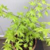 Half portvat 25 liter met Japanse Esdoorn (Acer)