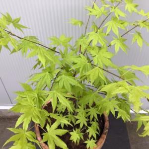 Half portvat 25 liter met Japanse Esdoorn (Acer)