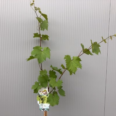 Vitis (Druif) Bianca