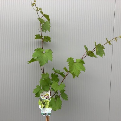 Vitis (Druif) Bianca