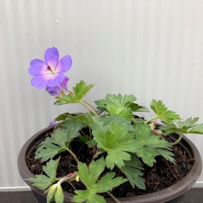 Geranium Rozanne