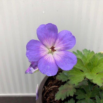 Geranium Rozanne