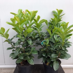 Prunus L. Etna (Laurierkers)