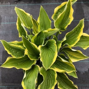Hosta Sieboldiana 'Frances Williams'